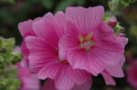 Lavatera - Shrubby Mallo Pink flower